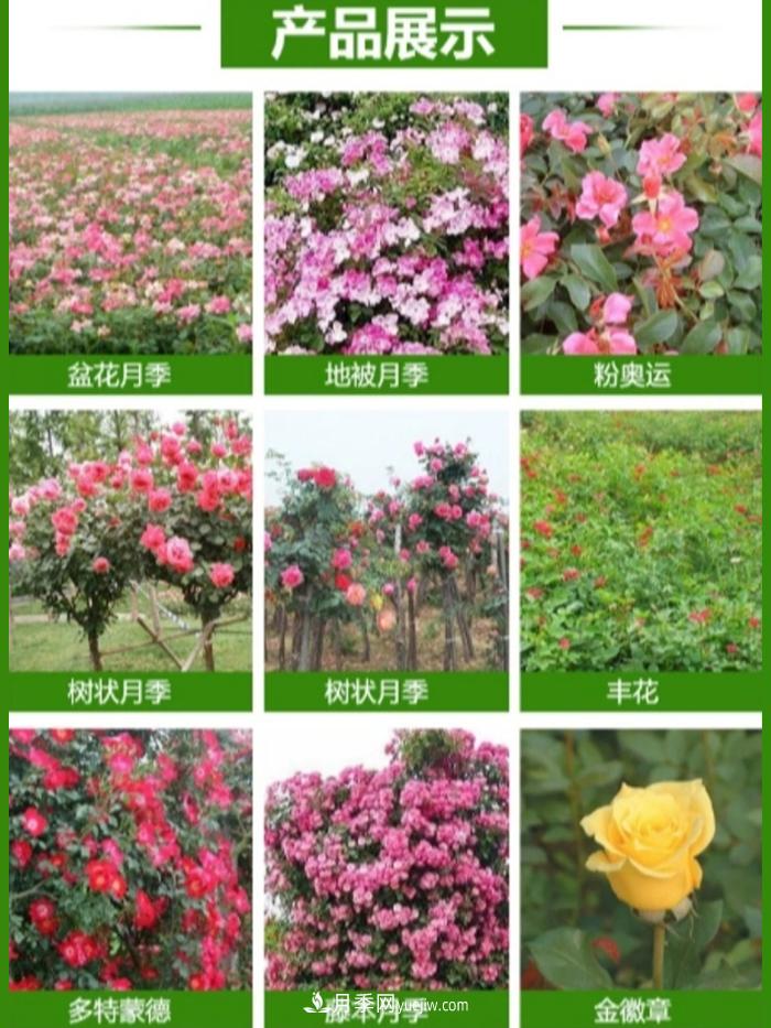 大花月季批發(fā)，樹狀月季批發(fā)，中國(guó)月季之鄉(xiāng)價(jià)格就是香！(圖2)