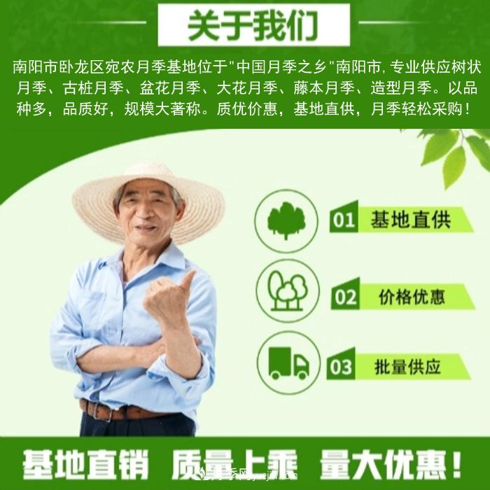 大花月季批發(fā)，樹狀月季批發(fā)，中國(guó)月季之鄉(xiāng)價(jià)格就是香！(圖3)