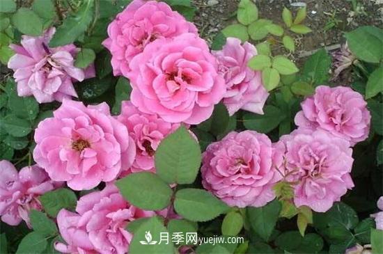 一年四季都開花的盆栽，盤點十種全年花期的花卉(圖1)