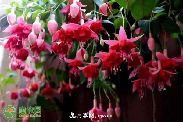 一年四季盛開(kāi)的花是什么花？盤(pán)點(diǎn)十種四季都開(kāi)花的花(圖2)