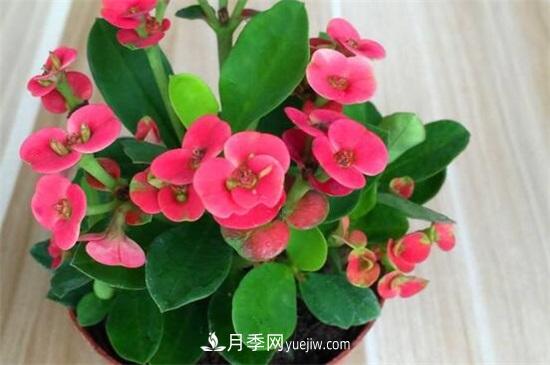 一年四季都開花的盆栽，盤點十種全年花期的花卉(圖2)