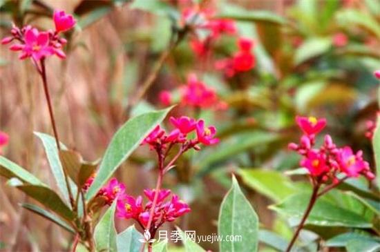 一年四季都開花的盆栽，盤點十種全年花期的花卉(圖3)