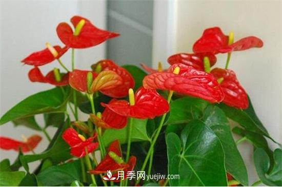 一年四季都開花的盆栽，盤點十種全年花期的花卉(圖4)