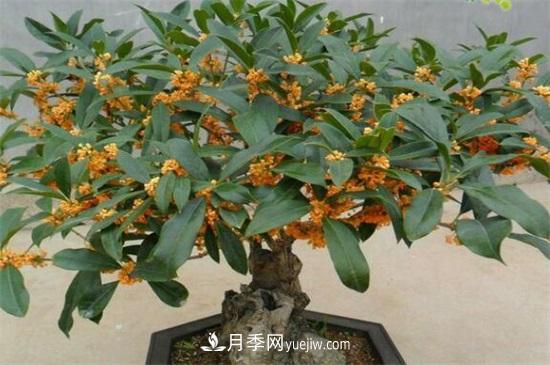 一年四季都開花的盆栽，盤點十種全年花期的花卉(圖5)