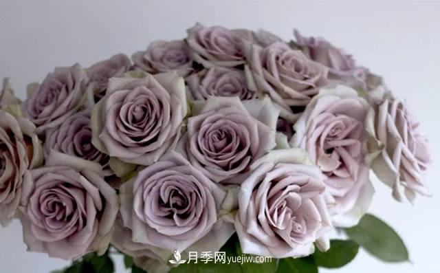 10種復(fù)古色月季，氣質(zhì)炸裂！花友值得入手！(圖2)
