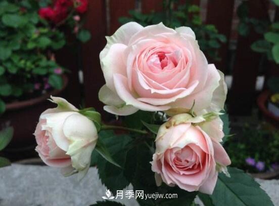常年開花的花卉有哪些，推薦10種四季盛開的花卉(圖1)