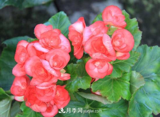常年開花的花卉有哪些，推薦10種四季盛開的花卉(圖2)