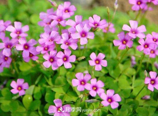常年開花的花卉有哪些，推薦10種四季盛開的花卉(圖3)