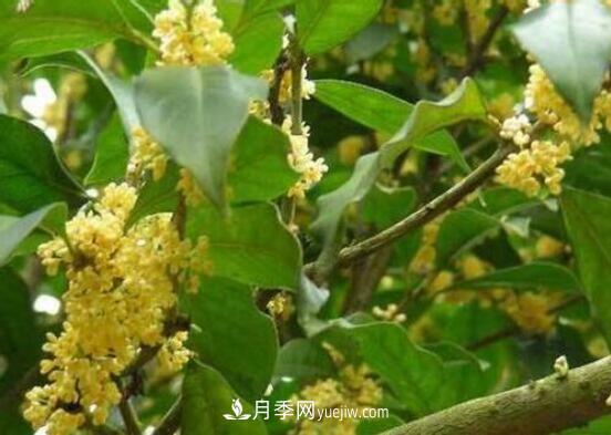 常年開花的花卉有哪些，推薦10種四季盛開的花卉(圖4)