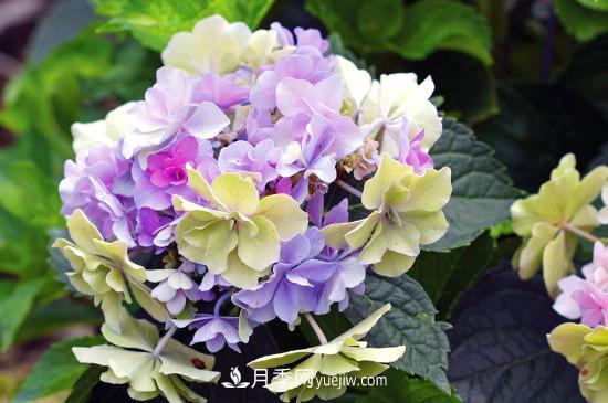 代表希望的花有哪些？推薦六大代表希望的花朵(圖2)