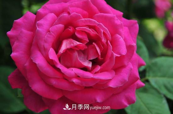 東陽市花是什么花？東陽市花是月季(圖3)