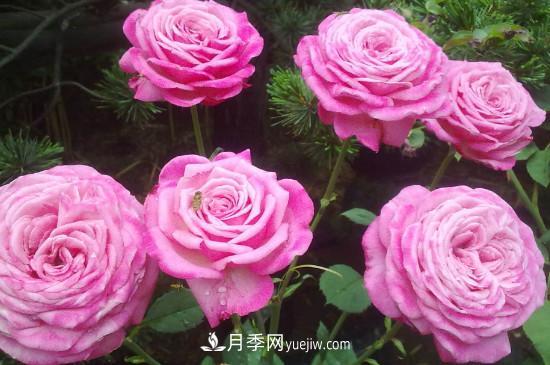 東陽市花是什么花？東陽市花是月季(圖2)