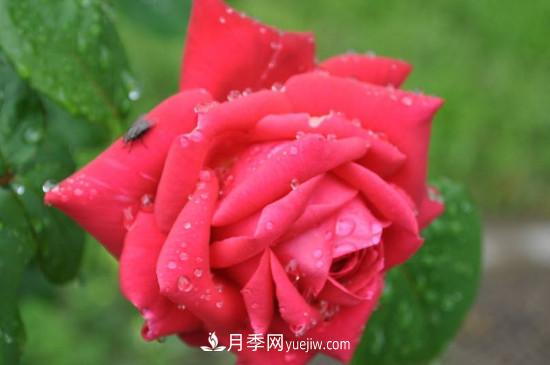 東陽市花是什么花？東陽市花是月季(圖1)