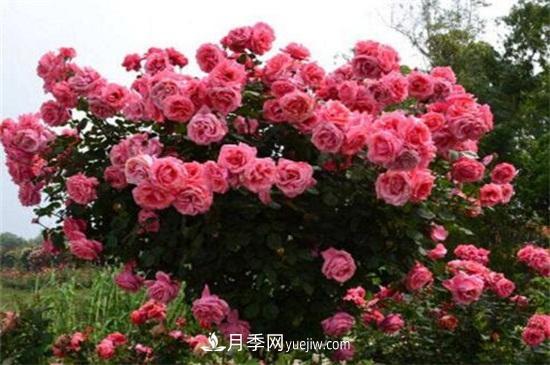 月季花可以澆茶葉水嗎？不可以(圖2)