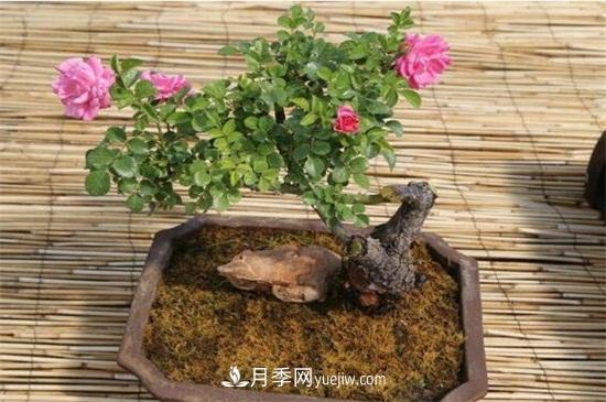 月季花可以澆茶葉水嗎？不可以(圖6)