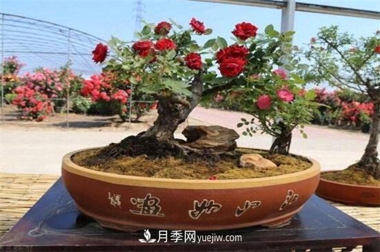 月季花可以澆茶葉水嗎？不可以(圖5)