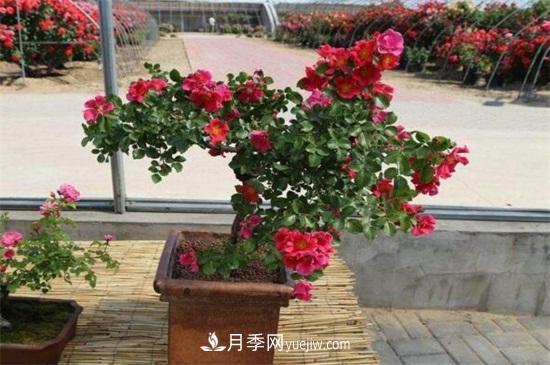 月季花可以澆茶葉水嗎？不可以(圖4)