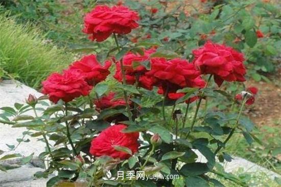 月季花可以澆茶葉水嗎？不可以(圖3)