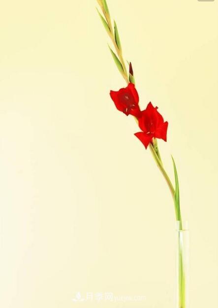 傳統(tǒng)的四大切花包括月季，菊花，康乃馨，劍蘭(圖2)