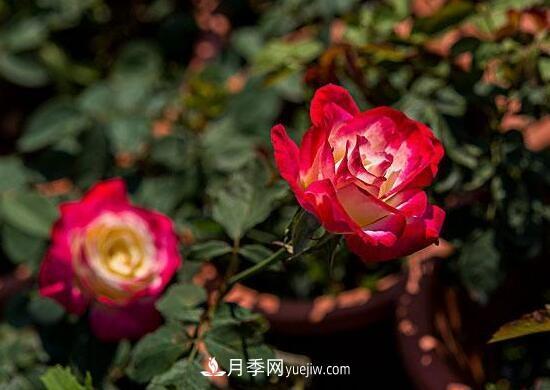 傳統(tǒng)的四大切花包括月季，菊花，康乃馨，劍蘭(圖1)