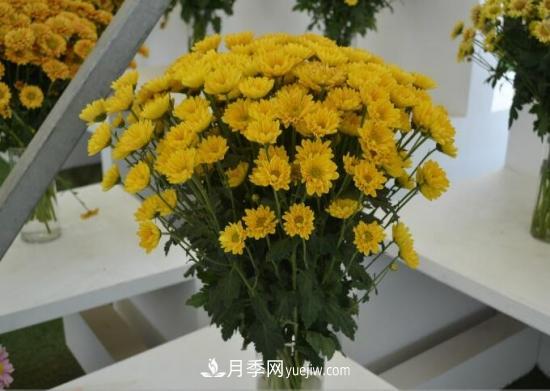 傳統(tǒng)的四大切花包括月季，菊花，康乃馨，劍蘭(圖3)