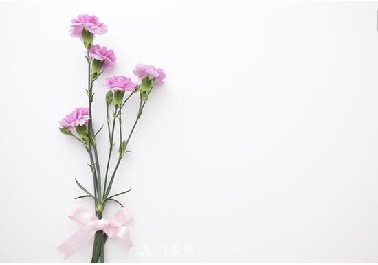 傳統(tǒng)的四大切花包括月季，菊花，康乃馨，劍蘭(圖4)