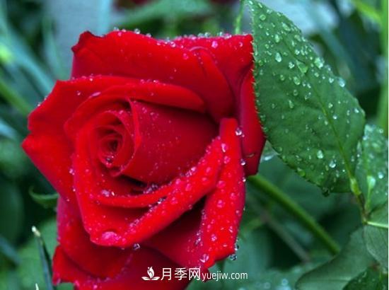 玫瑰花的繁殖方法：常用嫁接、扦插或壓條等方法繁殖(圖1)