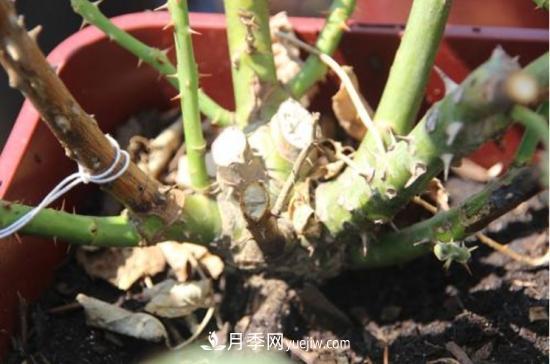 玫瑰花的繁殖方法：常用嫁接、扦插或壓條等方法繁殖(圖5)