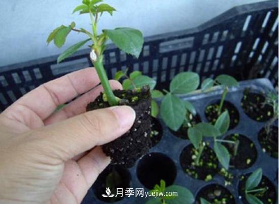 玫瑰花的繁殖方法：常用嫁接、扦插或壓條等方法繁殖(圖4)
