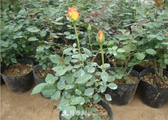 玫瑰花的繁殖方法：常用嫁接、扦插或壓條等方法繁殖(圖2)
