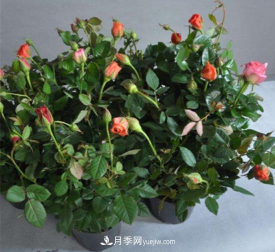 玫瑰花的繁殖方法：常用嫁接、扦插或壓條等方法繁殖(圖3)