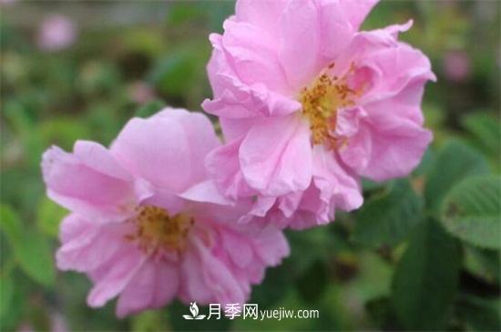 大馬士革玫瑰能吃嗎？用于制作花醬或者泡茶食用(圖2)