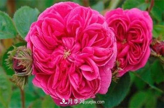 大馬士革玫瑰能吃嗎？用于制作花醬或者泡茶食用(圖1)