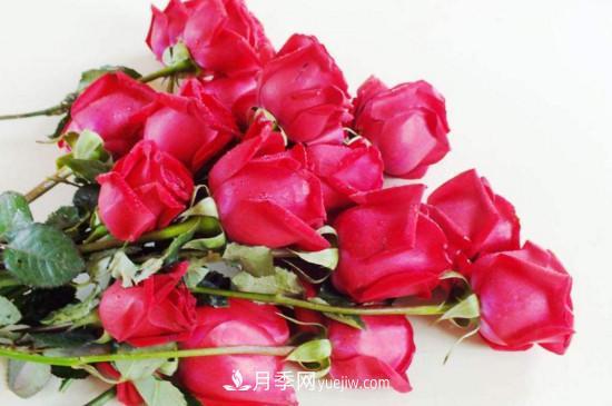 21朵玫瑰花代表什么？你是我的***愛以及真誠的愛(圖1)