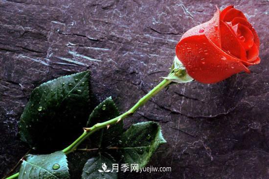 21朵玫瑰花代表什么？你是我的***愛以及真誠的愛(圖3)