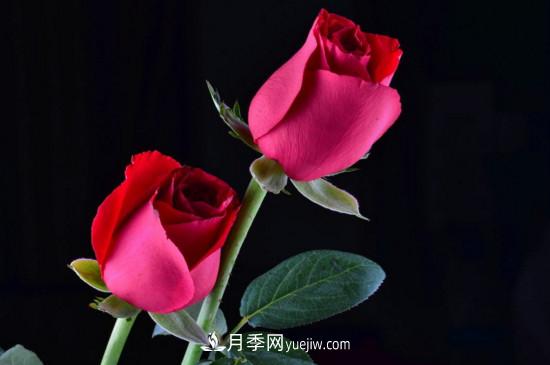 21朵玫瑰花代表什么？你是我的***愛以及真誠的愛(圖5)