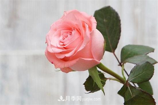 玫瑰品種有哪些？十大玫瑰花品種介紹(圖2)