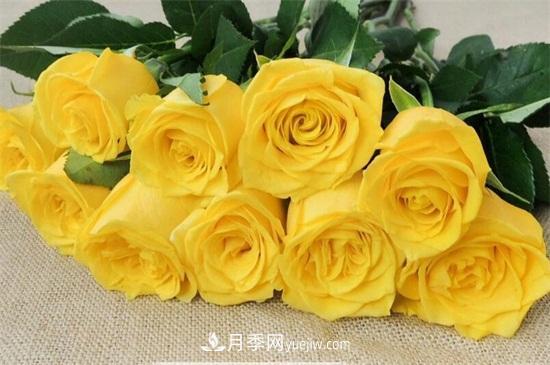 玫瑰品種有哪些？十大玫瑰花品種介紹(圖3)