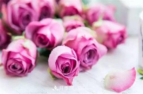 玫瑰品種有哪些？十大玫瑰花品種介紹(圖5)