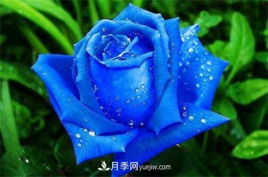 玫瑰品種有哪些？十大玫瑰花品種介紹(圖4)