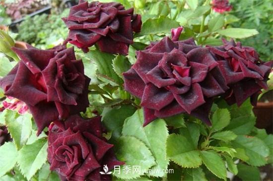 玫瑰品種有哪些？十大玫瑰花品種介紹(圖8)
