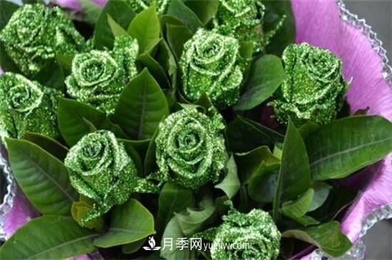 玫瑰品種有哪些？十大玫瑰花品種介紹(圖7)