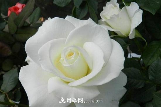 玫瑰品種有哪些？十大玫瑰花品種介紹(圖6)
