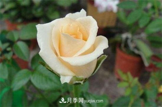 玫瑰品種有哪些？十大玫瑰花品種介紹(圖9)