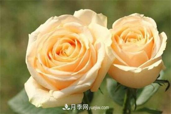 玫瑰品種有哪些？十大玫瑰花品種介紹(圖10)