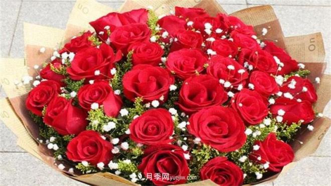 玫瑰花語是什么？盤點五個顏色的玫瑰花語(圖1)