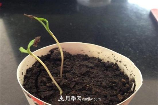 玫瑰花怎么種？玫瑰花種植方法和步驟(圖1)