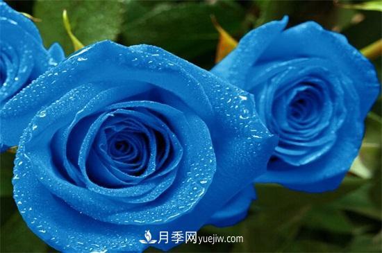 玫瑰花有哪些顏色？盤(pán)點(diǎn)十大常見(jiàn)玫瑰花顏色(圖2)