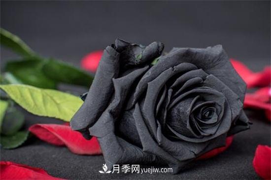 玫瑰花有哪些顏色？盤(pán)點(diǎn)十大常見(jiàn)玫瑰花顏色(圖4)