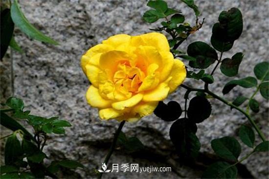 玫瑰花有哪些顏色？盤(pán)點(diǎn)十大常見(jiàn)玫瑰花顏色(圖3)